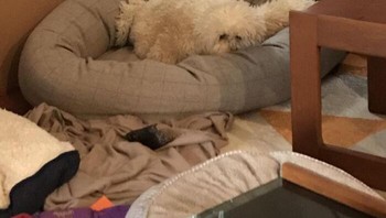 Yakin itu anjing? Itu adalah selimut. Foto: Bored Panda
