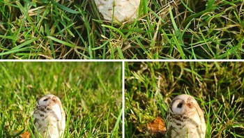 Mirip burung hantu, padhaal ini adalah jamur. Foto: Bored Panda