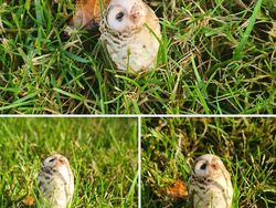 Hati-hati Mata Terkecoh, Ini Foto Fenomena Pareidolia