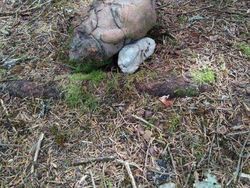 Hati-hati Mata Terkecoh, Ini Foto Fenomena Pareidolia