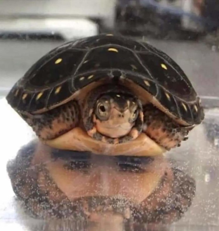 Foto Fenomena Pareidolia Foto Fenomena Pareidolia