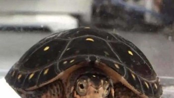 coba lihat pantulan kura-kura yang ada di bawah, mirip seperti wajah seorang pria. Foto: Bored Panda