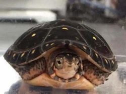 10 Pareidolia yang Bikin Bingung, Lihat Wajah di Sebuah Benda