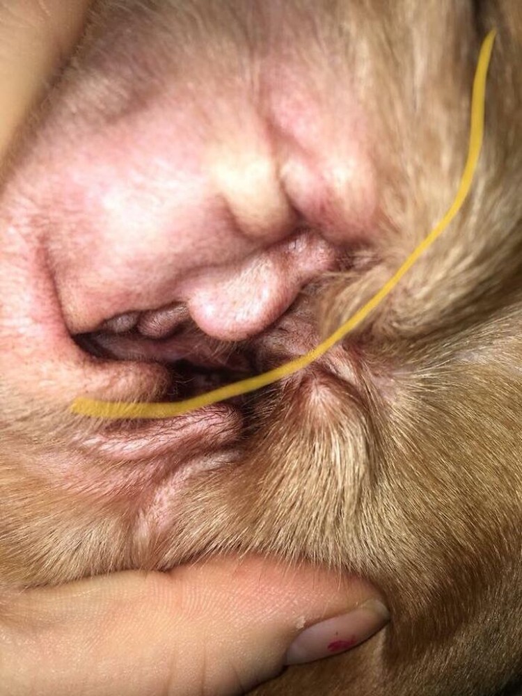 Foto Fenomena Pareidolia