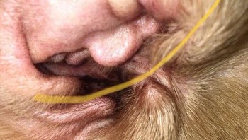 Telinga anjing memperlihatkan wajah Donald Trump. Foto: Bored Panda
