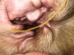 Hati-hati Mata Terkecoh, Ini Foto Fenomena Pareidolia