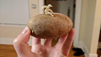 Akar kentang yang mirip orang yang ingin kabur. Foto: Bored Panda