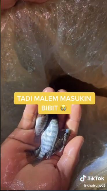 Nyesek! Ribuan Ikan Nila Siap Panen Hanyut Terbawa Banjir