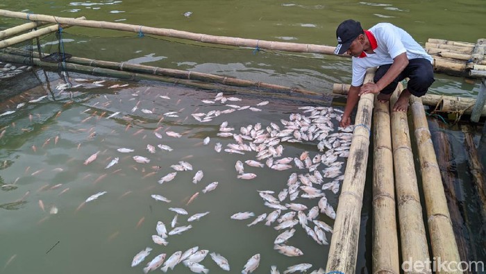 ikan petambak telaga ngebel mati karena belerang