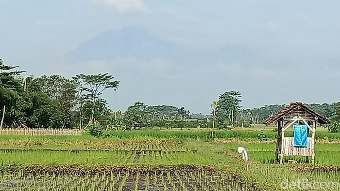Kondisi Gunung Semeru hari ini selasa 8 februari 2021