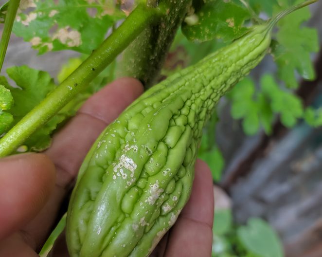 5 Makanan Simbol Sial dan Kematian Ini Dilarang Disajikan saat Imlek