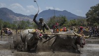 Perlombaan kerbau tradisional yang dikenal dengan sebutan Barapan Kebo ini diadakan oleh suku Samawa di sawah berlumpur.  