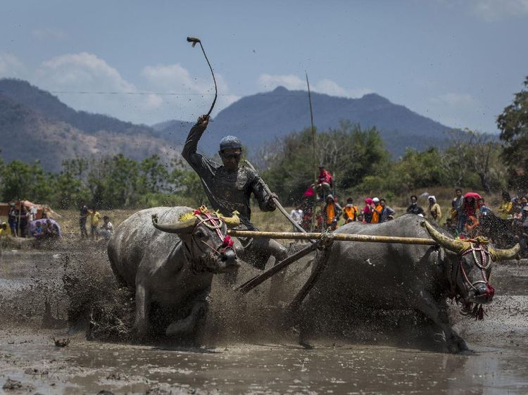 Melihat Lagi Barapan Kebo di Sumbawa