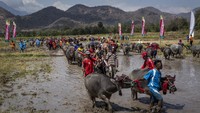 Para joki membuat tongkat panjang, dengan gaya yang mirip dengan jousting, dan mengarahkan mereka ke sasaran yang disebut Saka.  
