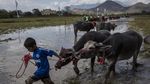 Melihat Lagi Barapan Kebo di Sumbawa