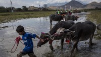Tradisi Barapan Kebo tidak hanya diselenggarakan di Pamulung akan tetapi eksis juga di Desa Moyo Hulu, Desa Senampar, Desa Poto, Desa Lengas, Desa Batu Bangka, Desa Maronge hingga Desa Utan sebagai event budaya khas Sumbawa.  
