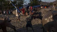Hadiah tersebut dianugerahi penghargaan untuk kerbau tercepat yang mencapai target Saka.   