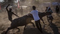 Kerbau terbaik bisa dijual seharga ribuan dolar.  