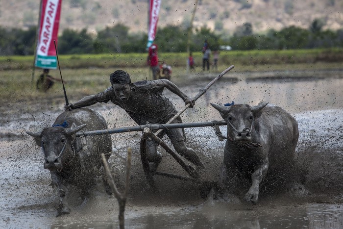 SUMBAWA, WEST NUSA TENGGARA, INDONESIA - SEPTEMBER 12: A man whips his buffalos during the Barapan Kebo or buffalo races as part of the Moyo festival on September 12, 2015 in Sumbawa Island, West Nusa Tenggara, Indonesia. The traditional Buffalo races, known as Barapan Kebo, are held by Samawa tribes in muddy rice fields to celebrate and provide entertainment ahead of the annual planting season. Jockeys secure themselves on a wooden structure attached to the buffalo, and manoeuvre across the mud in a race to the finish line. The jockeys weild long sticks, in a similar style to jousting, and direct them towards targets called 'Saka'. Hundreds of buffalos and jockeys gather to compete for farming tools, refrigerators and televisions which are awarded for the fastest buffalos to hit a target of 'Saka'. The best buffalos can sell for thousands of dollars. (Photo by Ulet Ifansasti/Getty Images)