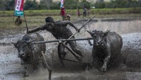 Seorang joki memacu kerbau saat berlomba pada acara Barapan Kebo atau pacuan kerbau sebagai bagian dari festival Moyo pada 13 September 2015 di Pulau Sumbawa, Nusa Tenggara Barat.  