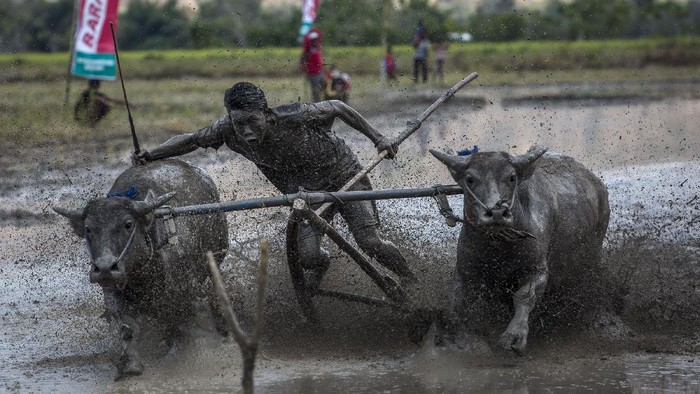 SUMBAWA, WEST NUSA TENGGARA, INDONESIA - SEPTEMBER 12: A man whips his buffalos during the Barapan Kebo or buffalo races as part of the Moyo festival on September 12, 2015 in Sumbawa Island, West Nusa Tenggara, Indonesia. The traditional Buffalo races, known as Barapan Kebo, are held by Samawa tribes in muddy rice fields to celebrate and provide entertainment ahead of the annual planting season. Jockeys secure themselves on a wooden structure attached to the buffalo, and manoeuvre across the mud in a race to the finish line. The jockeys weild long sticks, in a similar style to jousting, and direct them towards targets called 'Saka'. Hundreds of buffalos and jockeys gather to compete for farming tools, refrigerators and televisions which are awarded for the fastest buffalos to hit a target of 'Saka'. The best buffalos can sell for thousands of dollars. (Photo by Ulet Ifansasti/Getty Images)