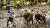 Resiko dalam peliputan hampir dialami oleh semua para jurnalis menghidar dari bahaya itu lebih baik, terlihat seorang fotgrafer menghidari terjangan kerbau di kompetisi paju jawi di Batusangkar, Sumbar. Getty Images/Robertus Pudyanto  