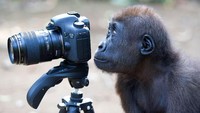 Seekor orang utan melihat layar dari sebuah kamera. Hari Pers Nasional (HPN) diselenggarakan setiap tanggal 9 Februari bertepatan dengan Hari Ulang Tahun Persatuan Wartawan Indonesia (PWI), didasarkan pada Keputusan Presiden Nomor 5 tahun 1985. Istimewa  