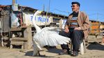 Momen Unik Pria Tua Dengan Angsa di Turki