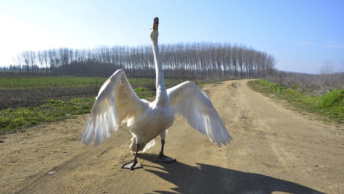 Persahabatan Unik Pria Tua Dengan Angsa di Turki Recep Mirzan, a 63-year-old retired postman is followed by Garip, a female swan that he rescued 37 years ago as they walk on the outskirts of Karaagac, in Turkey's western Edirne province, bordering Greece, Saturday, Feb. 6, 2021. Mirzan found the swan, wounded with a broken wing, in an empty field and took her to his home to protect her from wildlife.Mirzan and Garip live in the man's farm and the swan follows the man whenever he is out of his pen, accompanying him when he is doing his chores around the farm or for his daily evening walks. (AP Photo/Ergin Yildiz)