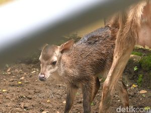 Anak-anak Bisa Kunjungi Taman Jurug Lagi
