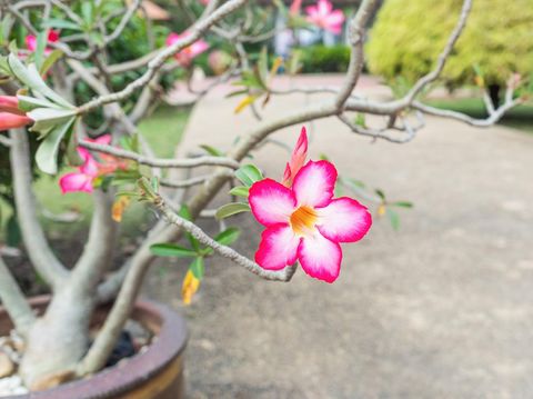 Beautiful Pink Adenium flower,pink flower in the garden
