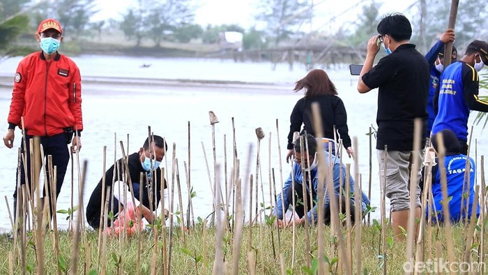 Wartawan di Pangandaran menanam mangrove dalam memperingati hari pers nasional