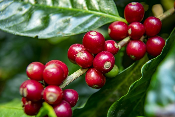 buah kopi manfaat sehat buah kopi
