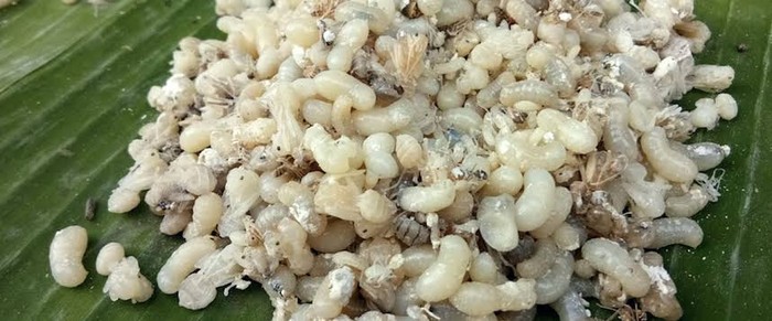 Bukan Telur Ikan, Kaviar Meksiko Ini Berasal dari Telur Semut