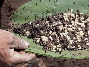 Bukan Telur Ikan, Kaviar Meksiko Ini Berasal dari Telur Semut