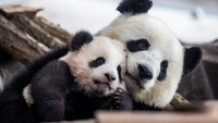 Penampakan induk panda yang menjaga salah satu anak kembarnya yang berusia lima bulan di Kebun Binatang Berlin, Jerman, pada tahun 2020 silam. Maja Hitij/Getty Images.
