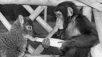Di dalam foto yang diambil pada tahun 1968 ini terlihat seekor simpanse tengah memberikan susu kepada seekor domba di Southam Zoo Farm yang berada di kawasan Warwickshire. Fox Photos/Getty Images.