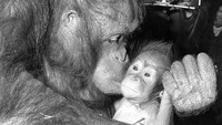 Potret seekor orang utan mencium anaknya yang baru lahir di Kebun Binatang London. Foto ini diabadikan pada tahun 1961. William Vanderson/Fox Photos/Getty Images.