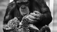 Foto hitam putih yang mengabadikan seekor simpanse tengah memberikan susu kepada anak macan tutul ini menjadi saksi bahwa ungkapan kasih sayang tak hanya dapat dilakukan oleh manusia, makhluk hidup lainnya pun dapat mengekspresikan rasa cinta dan kasih sayang kepada sesamanya. Ian Tyas/Keystone Features/Getty Images.