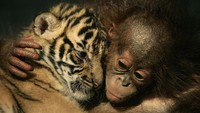 Dipotret pada tahun 2007, foto ini menggambarkan seekor orang utan berusia 5 bulan berpelukan dengan anak harimau langka yang baru berumur 26 hari. Dimas Ardian/Getty Images.