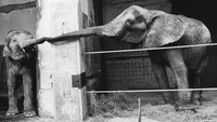 Melilitkan belalai jadi salah satu cara gajah mengungkapkan kasih sayang satu sama lain. Seperti terlihat di foto ini yang diabadikan pada tahun 1975 silam. Keystone/Getty Images.