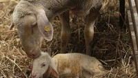 Bicara soal cinta, kasih sayang ibu kepada anaknya kerap menjadi lambang dari cinta tak bersayarat atau unconditional love. Seperti yang terlihat di foto ini, saat induk domba merino mencium anaknya yang baru lahir. Sean Gallup/Getty Images.