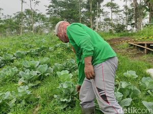 440 Hektare Lahan Pertanian Terdampak Erupsi Gunung Raung