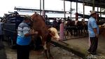 Mengintip Riuhnya Lokasi Baru Pasar Hewan Boyolali
