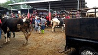 Pihaknya meminta Pemkab Boyolali memperhatikan hal itu. Pihaknya meminta tempat bongkar muat untuk sapi perah, sapi dara siap IB, sapi perah bunting siap melahirkan dan pedet, tempat bongkar muatnya dijadikan satu.