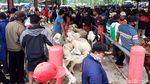 Mengintip Riuhnya Lokasi Baru Pasar Hewan Boyolali