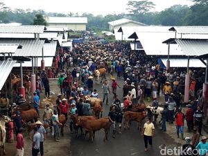 Mengintip Riuhnya Lokasi Baru Pasar Hewan Boyolali