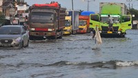 Pengendara menerobos banjir yang menggenang di jalur Pantura Kandanghaur, Indramayu, Jawa Barat, Selasa (9/2/2021). Banjir setinggi 40 cm merendam jalur Pantura Kandanghaur sejak Senin (8/2) itu menyebabkan antrean kendaraan yang cukup panjang. ANTARA FOTO/Dedhez Anggara.