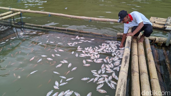 ribuan ikan mati karena ledakan gas belerang