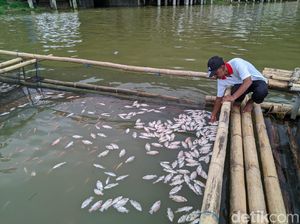 Penyebab Matinya Ribuan Ikan di Telaga Ngebel Karena Ledakan Gas Belerang